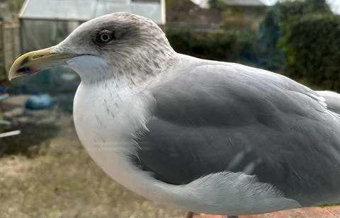 Seagull Stock Photos