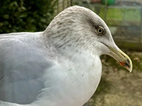 Seagull Stock Photos