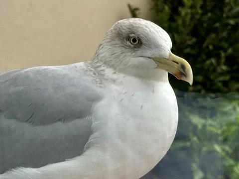 Seagull Stock Photos
