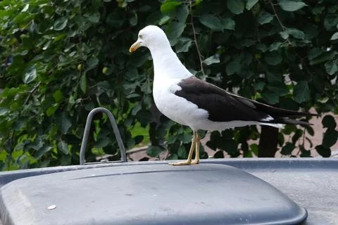 Seagull Stock Photos