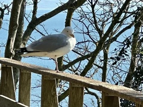 Seagull Stock Photos