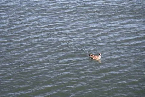 Seagull Stock Photos