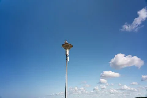 A seagull Stock-Fotos