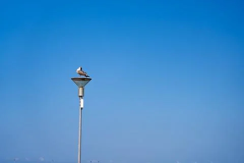A seagull 스톡 사진