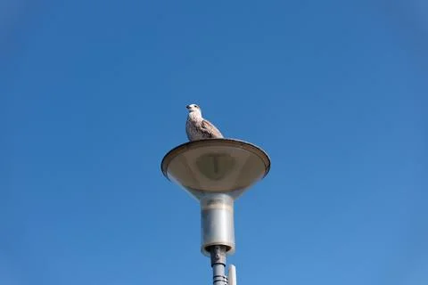A seagull 库存照片