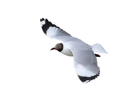 Seagull Stock Photos