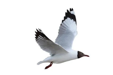 Seagull Stock Photos