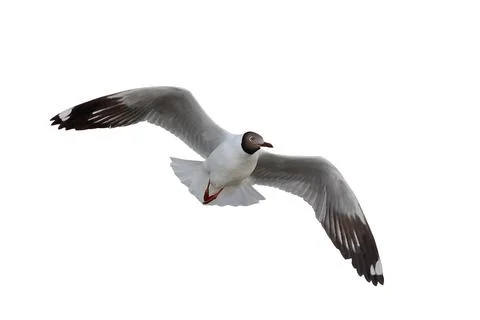 Seagull Stock Photos