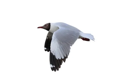 Seagull Stock Photos