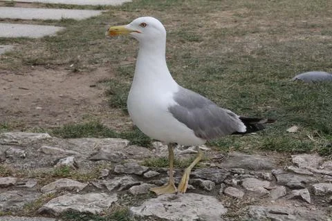 Seagull Stock Photos