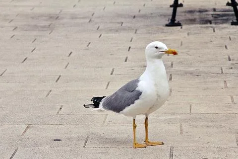 Seagull Stock Photos