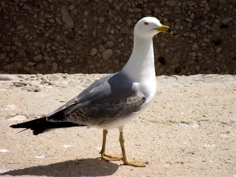 Seagull Stock Photos