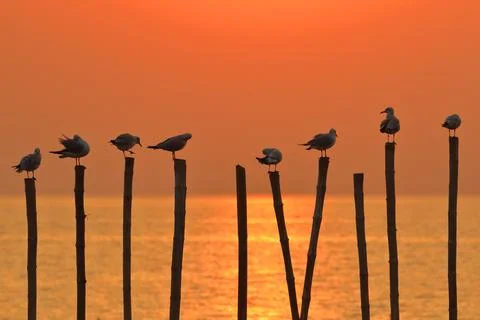 Seagull Stock Photos