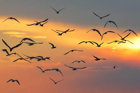 Seagull Stock Photos