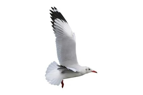 Seagull Stock Photos