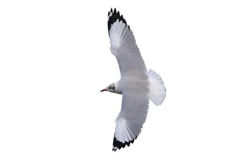 Seagull Stock Photos