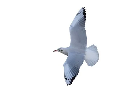 Seagull Stock Photos