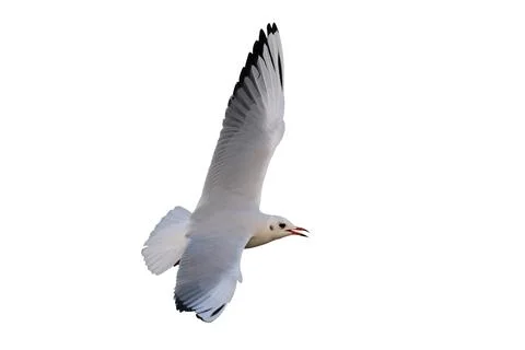 Seagull Stock Photos