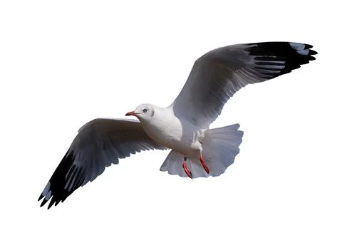 Seagull Stock Photos