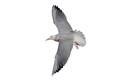 Seagull Stock Photos