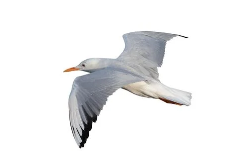 Seagull Stock Photos