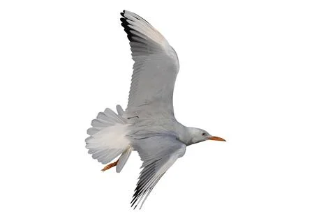 Seagull Stock Photos