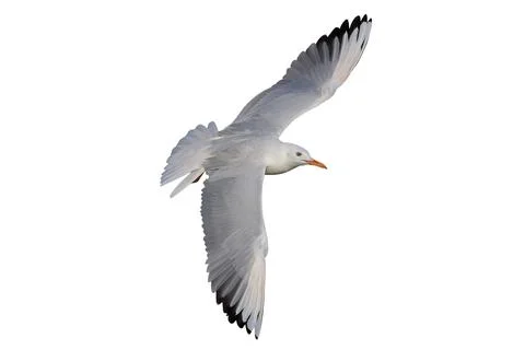 Seagull Stock Photos