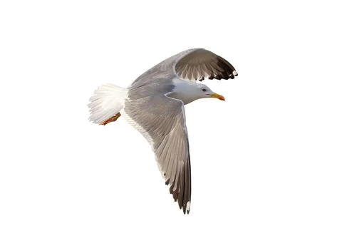 Seagull Foto stock