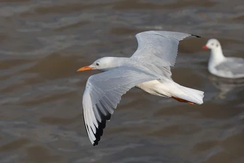Seagull Stock Photos