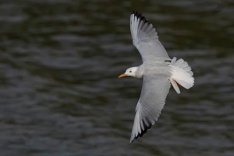 Seagull Stock Photos