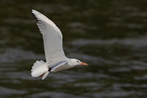 Seagull 스톡 사진