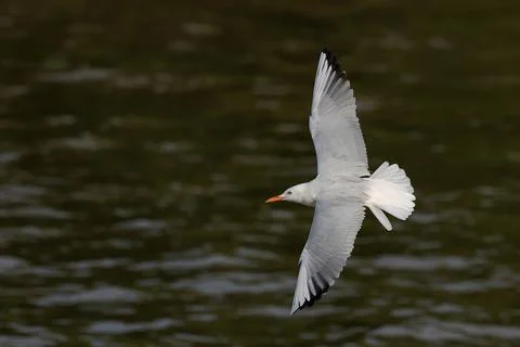 Seagull Stock Photos