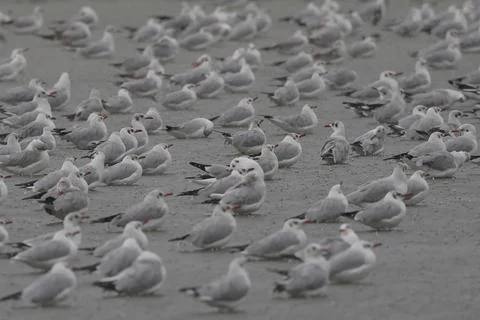 Seagull 스톡 사진