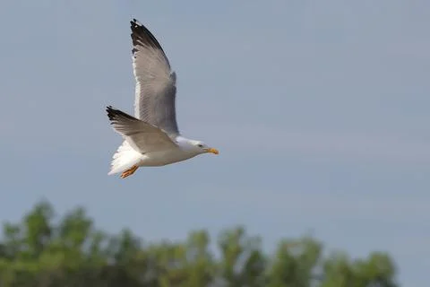 Seagull Foto stock