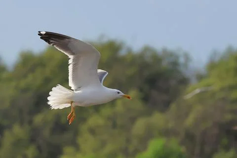 Seagull Stock Photos