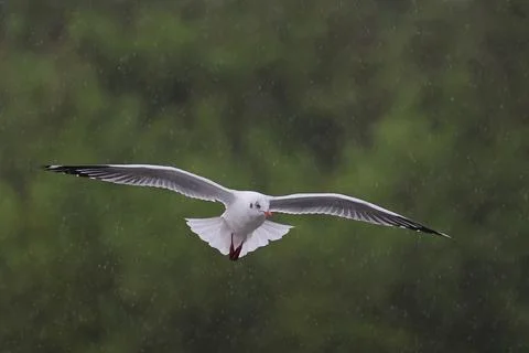 Seagull Stock Photos