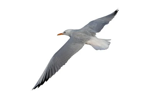 Seagull Stock Photos