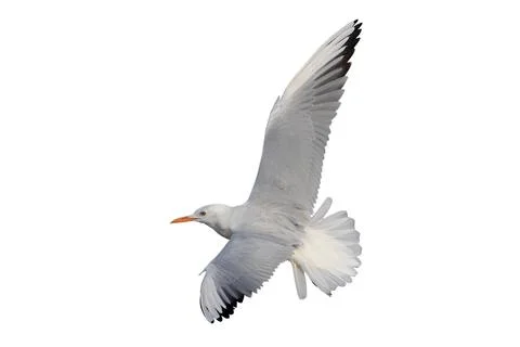 Seagull 스톡 사진