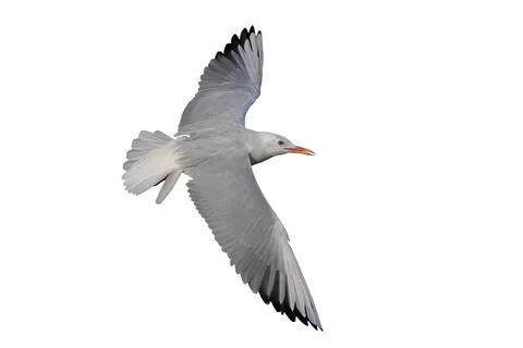 Seagull Stock Photos