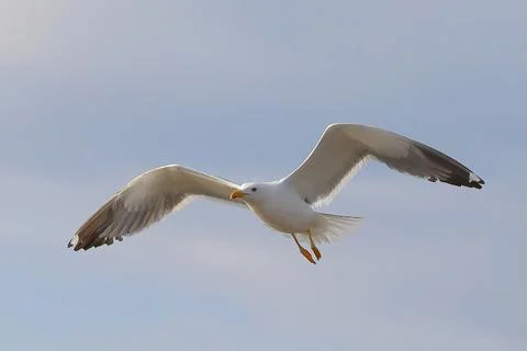 Seagull Stock Photos