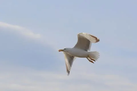 Seagull Stock Photos