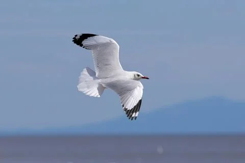 Seagull Stock Photos