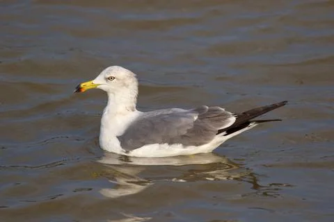 Seagull Stock Photos