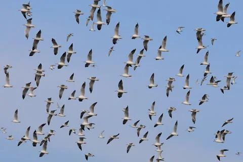 Seagull Stock Photos