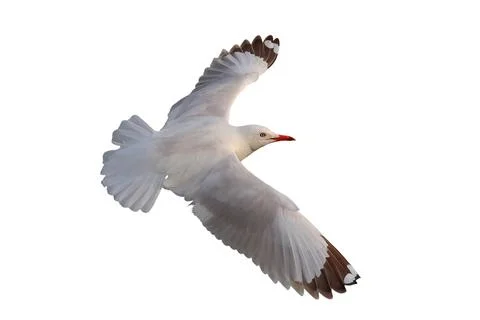 Seagull Foto stock