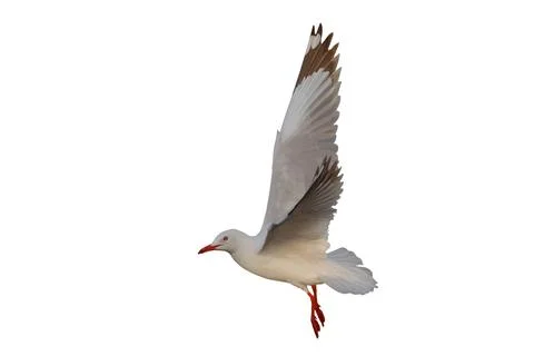 Seagull 스톡 사진