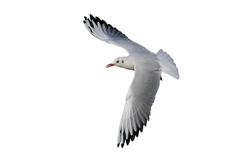 Seagull Stock Photos