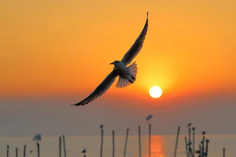 Seagull Stock Photos