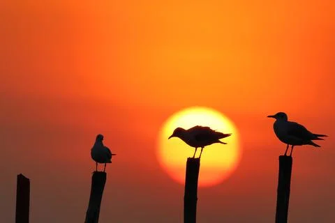 Seagull Stock Photos