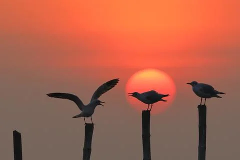 Seagull Stock Photos